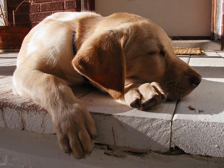 Free Stock Photo of Sleeping Dog