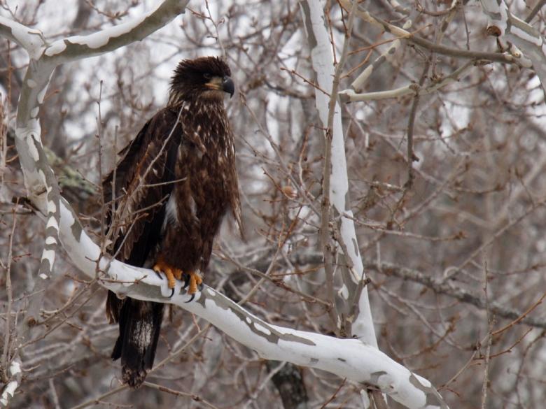 Free stock image of Eagle on the Branch created by Pixabay