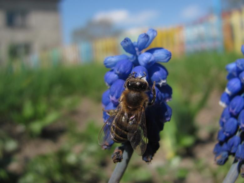 Free stock image of Honeybee on the Flowers created by Pixabay