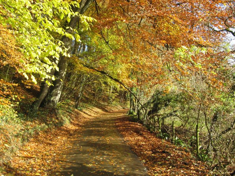 Free stock image of Fall Foliage created by Pixabay