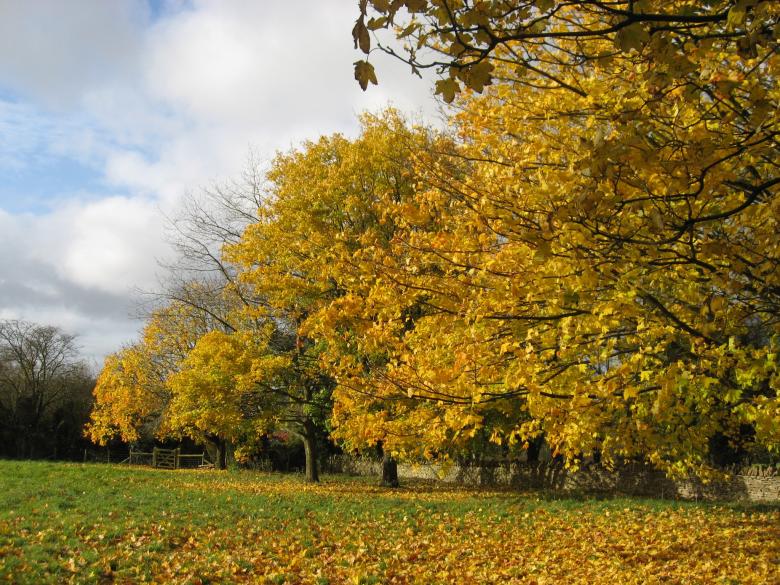 Free stock image of Fall Foliage created by Pixabay