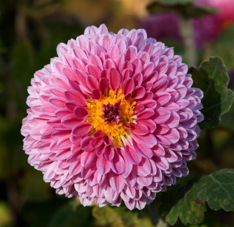 Free stock image of Blooming created by Pixabay