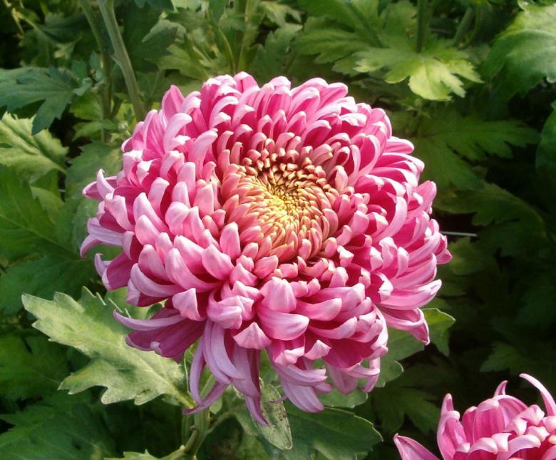 Free stock image of Garden created by Pixabay