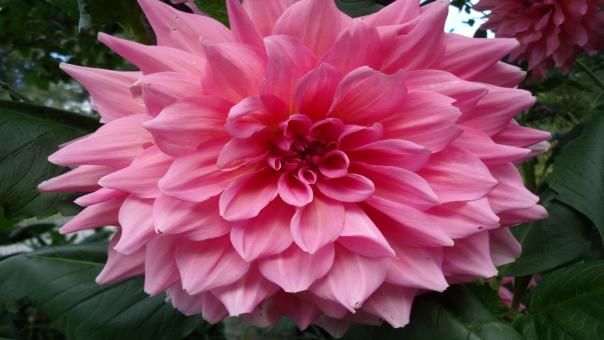 Free Stock Photo of Pink Fresh Flower
