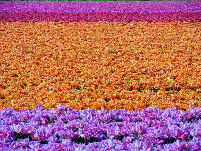 Free stock image of Flower Field created by Pixabay