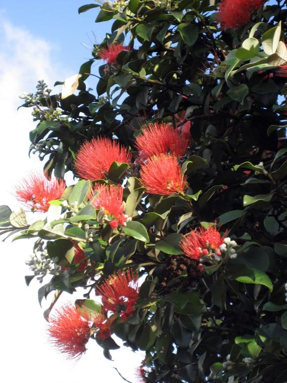 Free stock image of Flowers in the Garden created by Pixabay