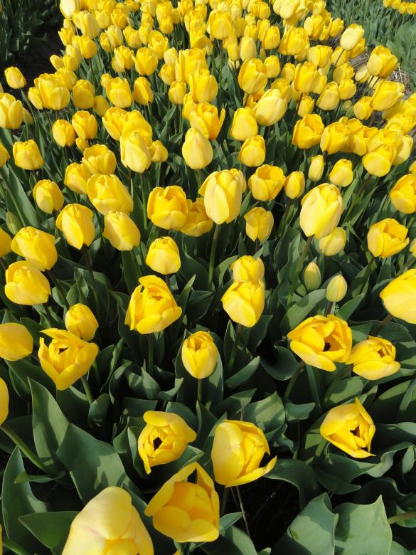 Free stock image of Yellow Tulips created by Pixabay