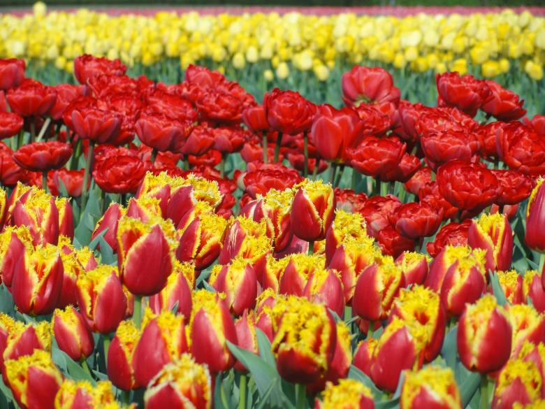 Free stock image of Colors of Nature created by Pixabay