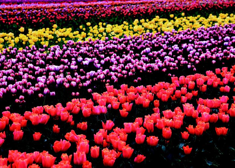 Free stock image of Garden created by Pixabay