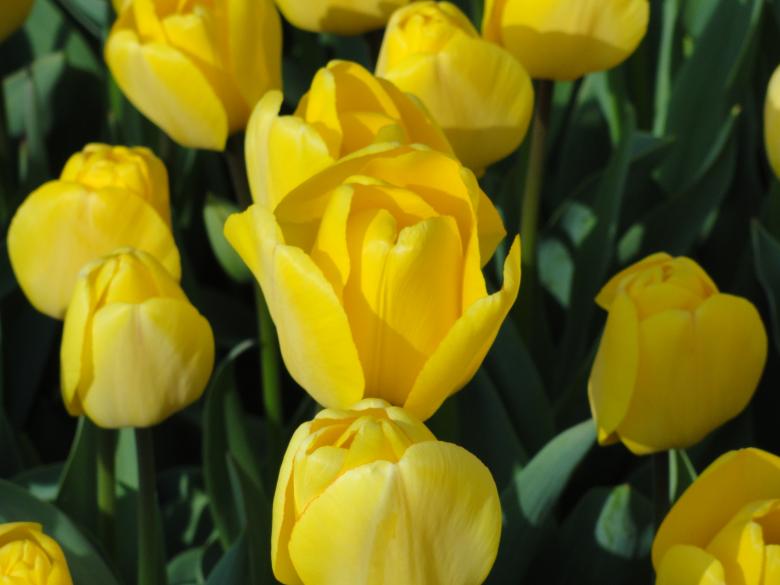 Free stock image of Tulips in the Garden created by Pixabay