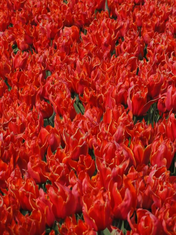 Free stock image of Red Flowers created by Pixabay