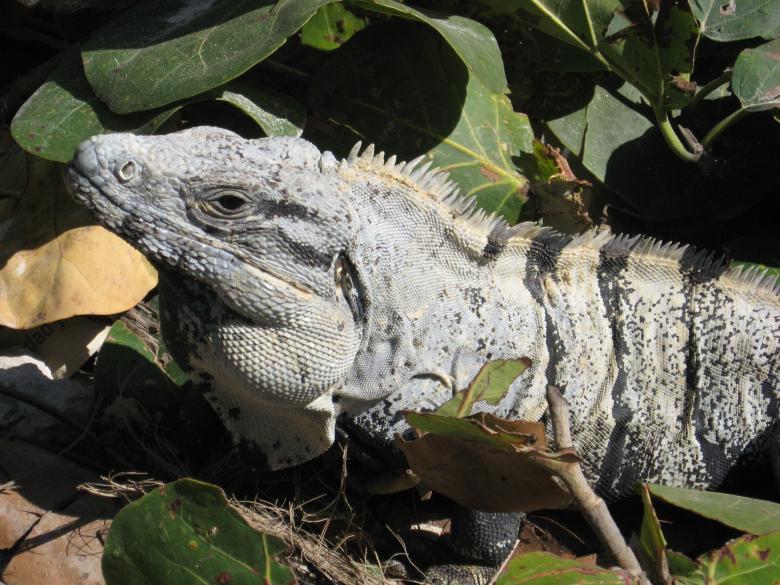 Free stock image of Wild Iguana created by Pixabay