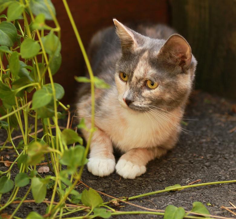 Free stock image of Pet Cat created by Pixabay