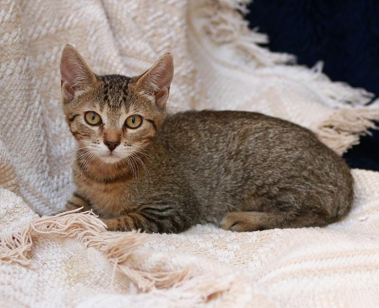 Free stock image of Pet created by Pixabay