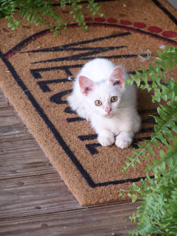 Free stock image of White Kitty created by Pixabay