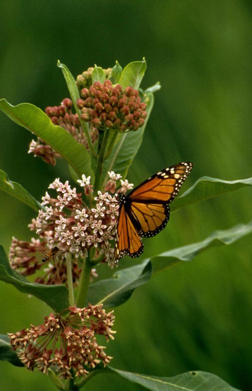 Free stock image of Monarch Butterfly created by Pixabay
