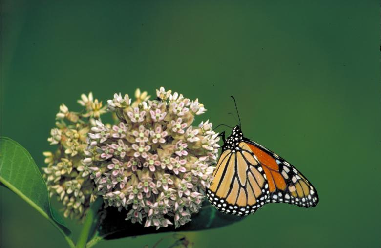 Free stock image of Monarch Butterfly created by Pixabay