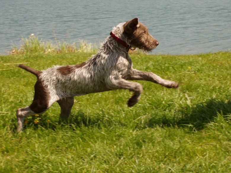 Free stock image of Slovakian Pointer created by Pixabay