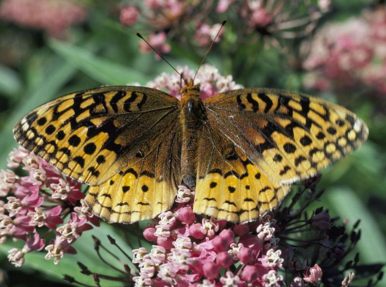Free stock image of Spangled Fritillary created by Pixabay