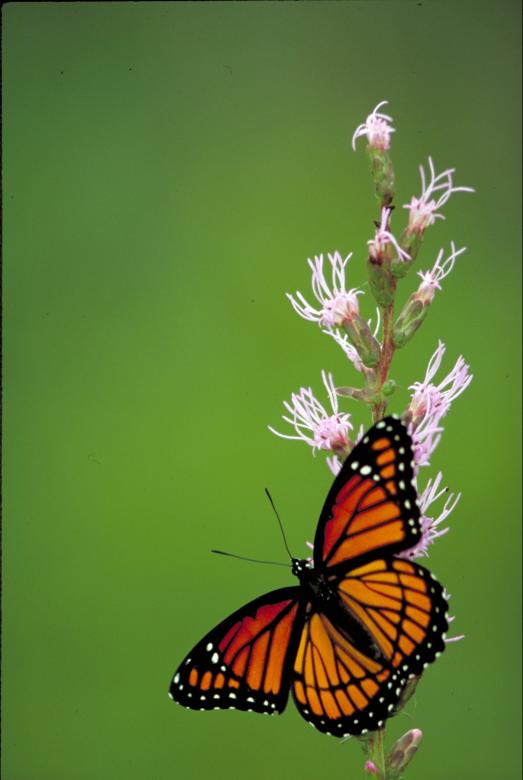 Free stock image of Viceroy Butterfly created by Pixabay