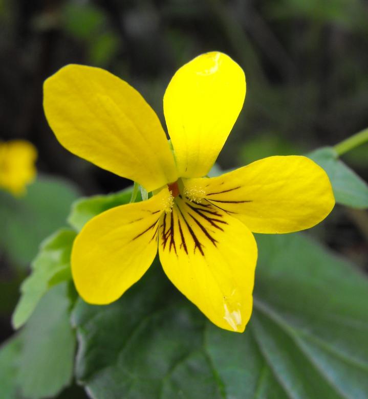 Free stock image of Viola Glabella created by Pixabay