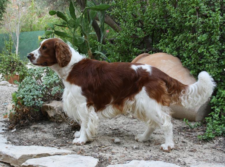 Free stock image of Welsh Springer created by Pixabay