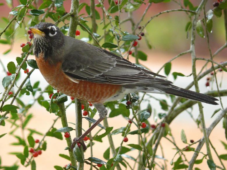 Free stock image of American Robin created by Pixabay