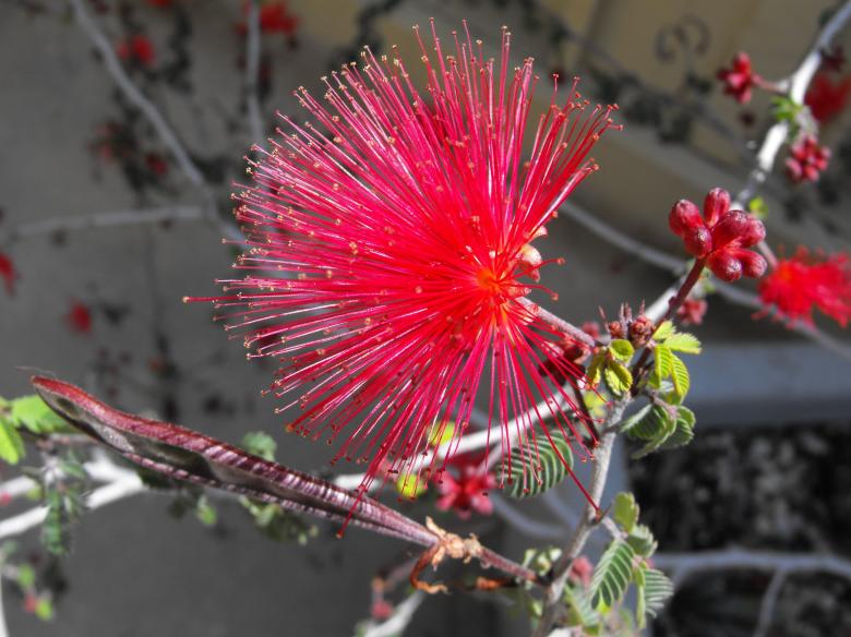 Free stock image of Calliandra created by Pixabay