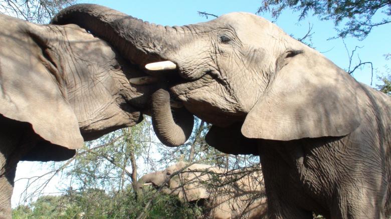 Free stock image of Wild Elephants created by Pixabay