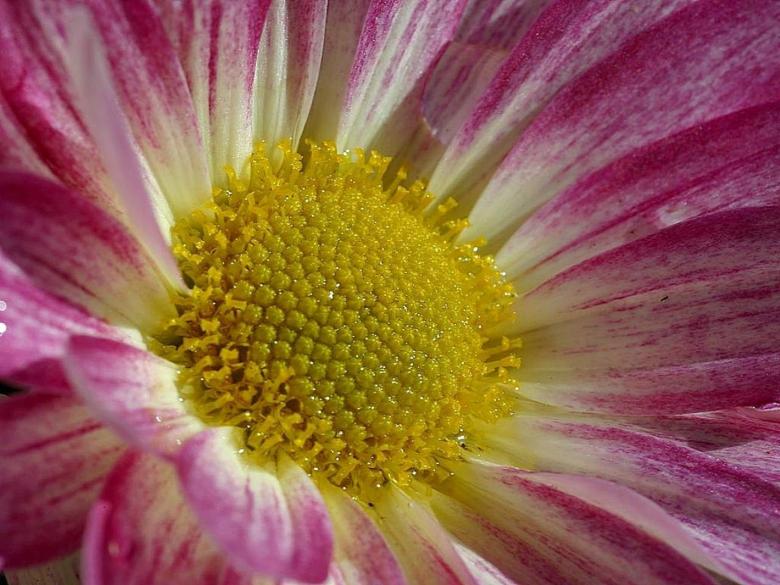 Free stock image of Flower Closeup created by Pixabay