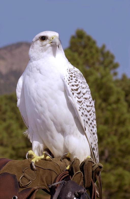 Free stock image of Gyfalcon created by Pixabay