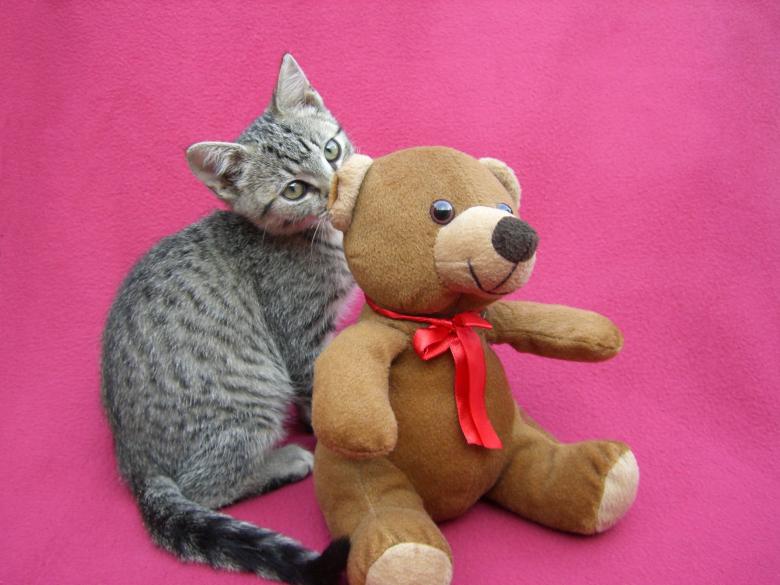 Free stock image of Kitten with Bear created by Pixabay