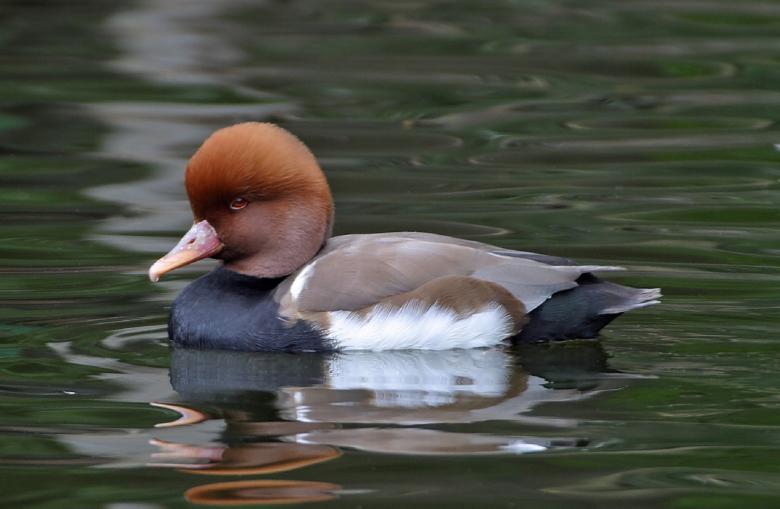 Free stock image of Red Crested Pochard created by Pixabay