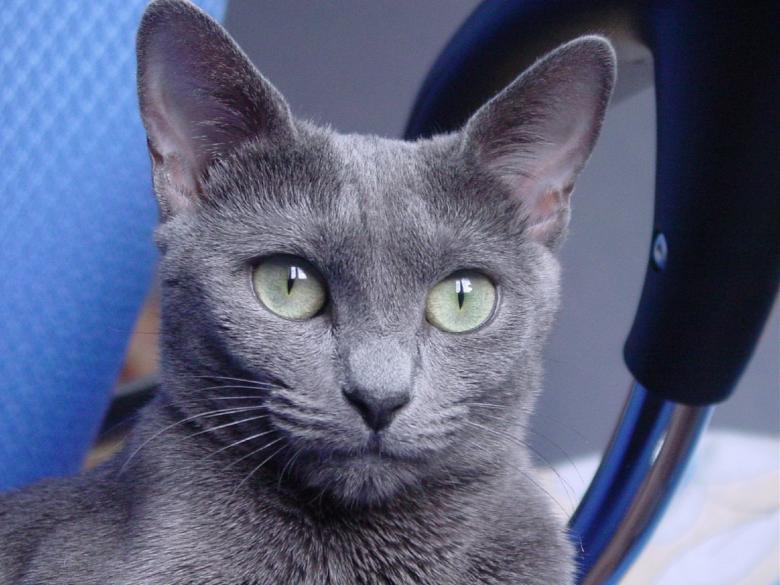 Free stock image of Russian Blue Cat created by Pixabay