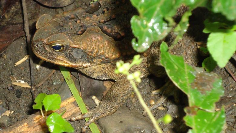 Free stock image of Wild Toad created by Pixabay