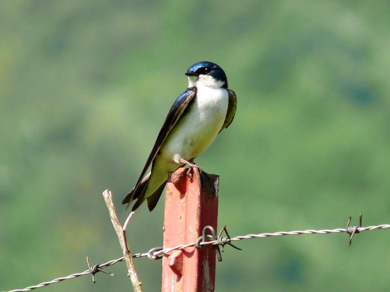 Free stock image of Tree Swallow created by Pixabay