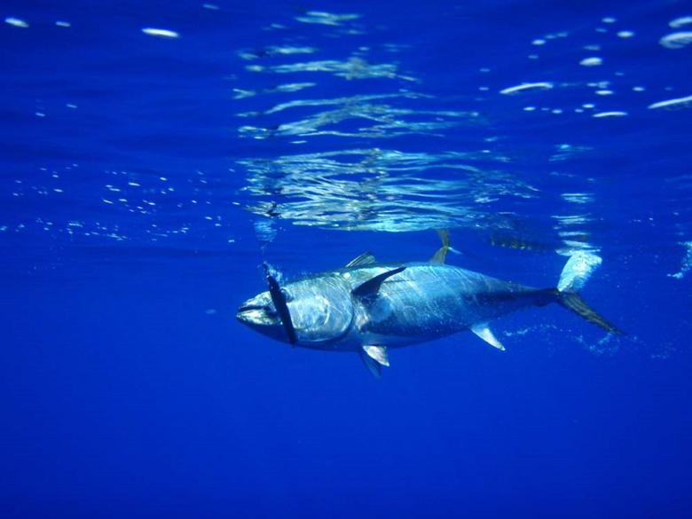 Free stock image of Tuna created by Pixabay