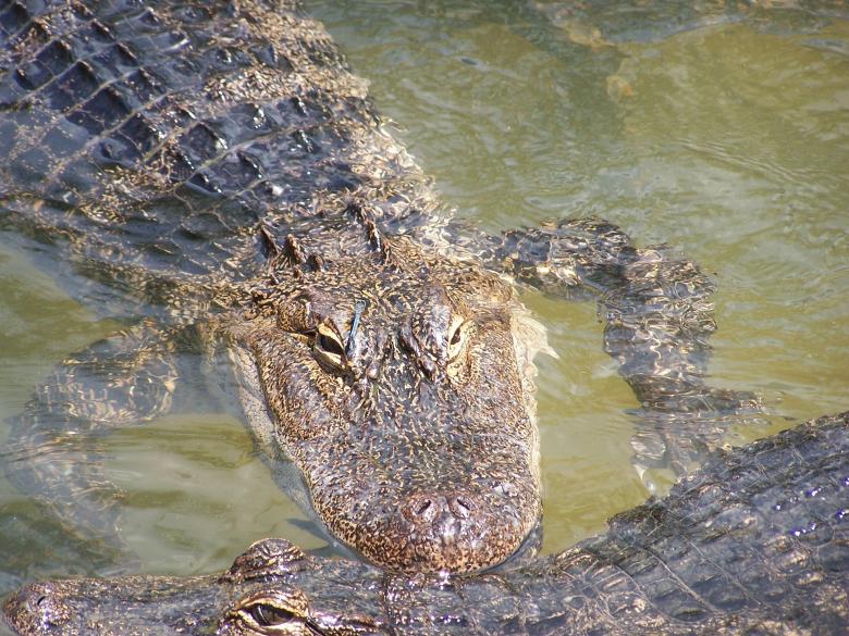 Free stock image of Alligator in the River created by Pixabay