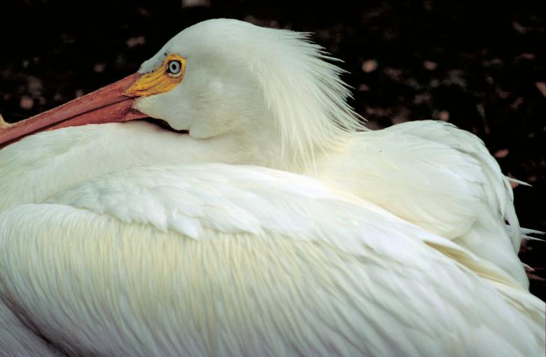 Free stock image of American White Pelican created by Pixabay