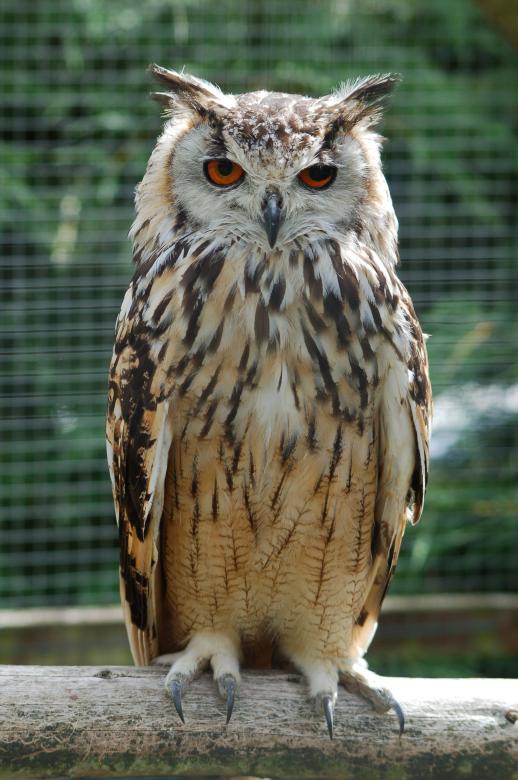 Free stock image of Eagle Owl created by Pixabay