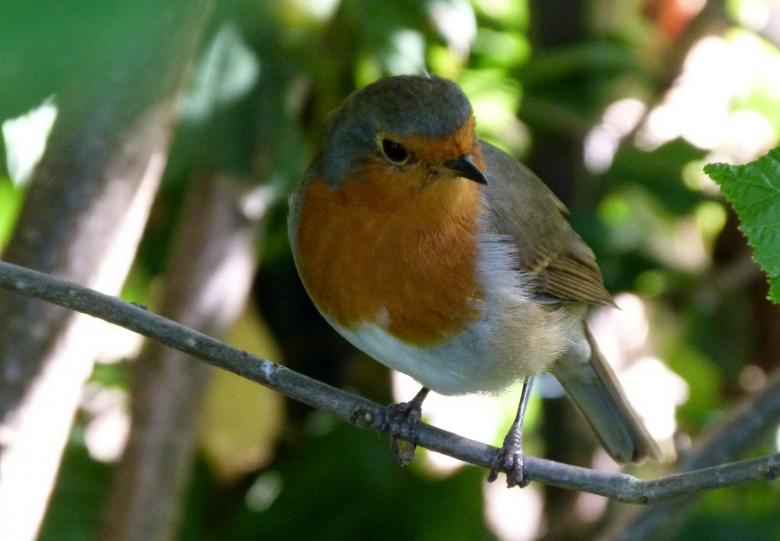 Free stock image of Bird on the Branch created by Pixabay