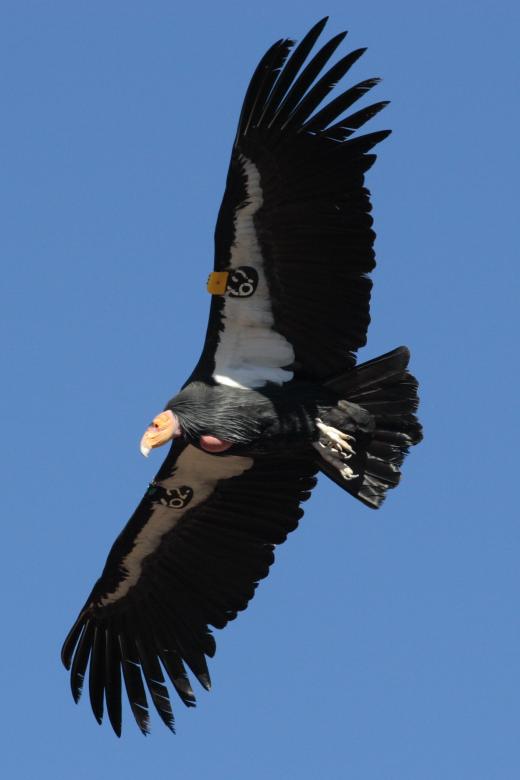 Free stock image of California Condor created by Pixabay