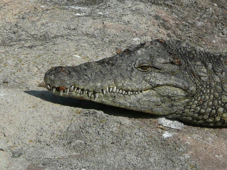 Free stock image of Wild Crocodile created by Pixabay