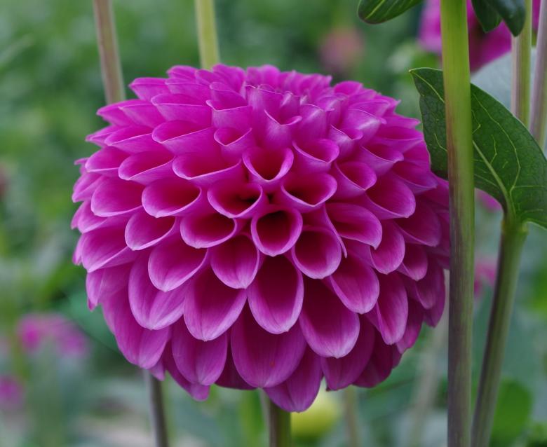 Free stock image of Fresh Dahlias created by Pixabay