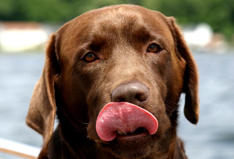 Free stock image of Pet created by Pixabay