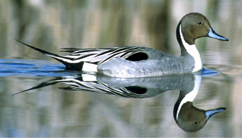 Free stock image of Duck Swimming created by Pixabay