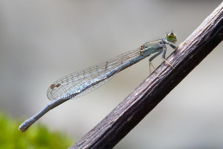 Free stock image of Forktail Damselfly created by Pixabay