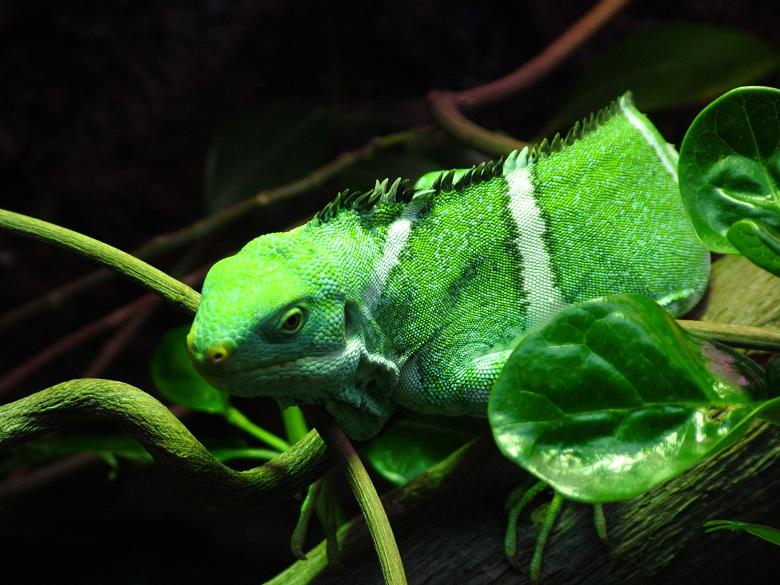Free stock image of Fiji Iguana created by Pixabay