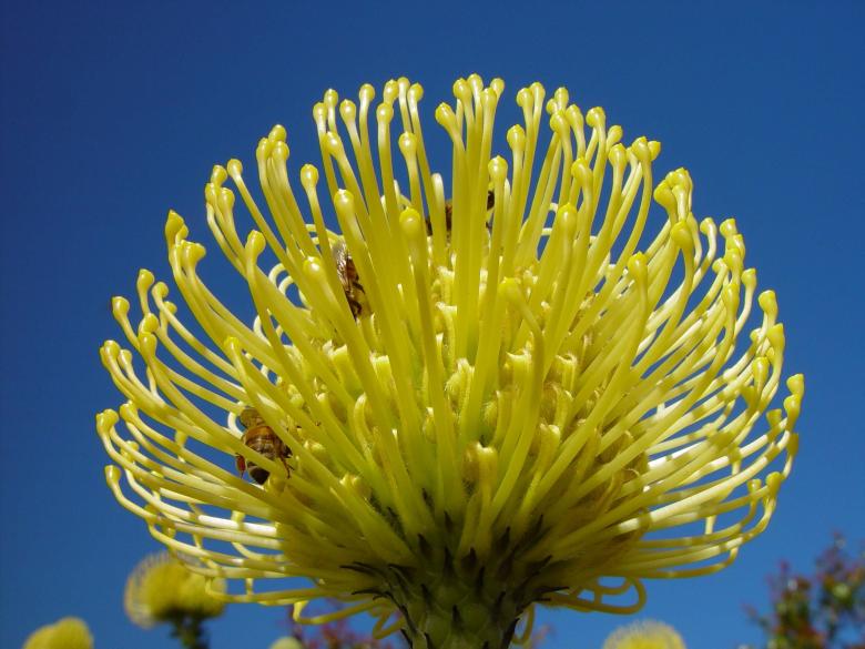 Free stock image of Golden Banksia created by Pixabay