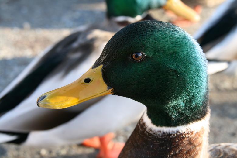 Free stock image of Mallard Duck created by Pixabay